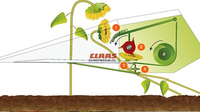 1 Tôle de guidage réglable 2 Rabatteur 3 Barre de coupe 4 Rouleau arracheur - Outils frontaux